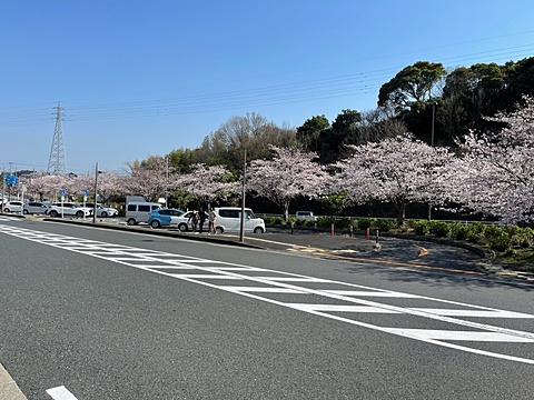 道の駅豊前おこしかけの満開の桜